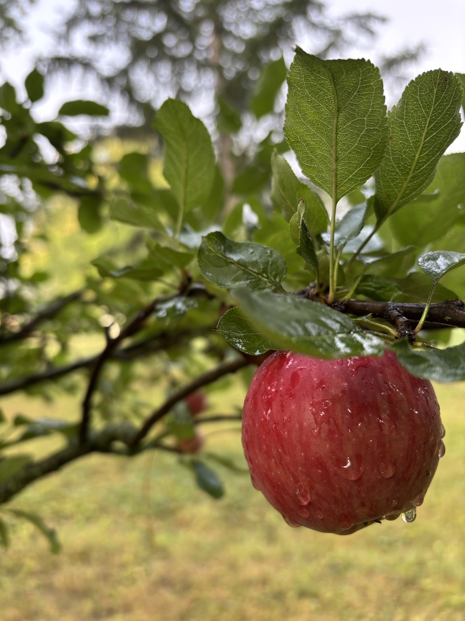 Poem: Micro-season